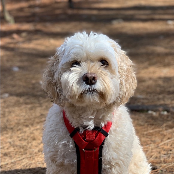 Meet your Posher, Tae - Picture 1 of 1